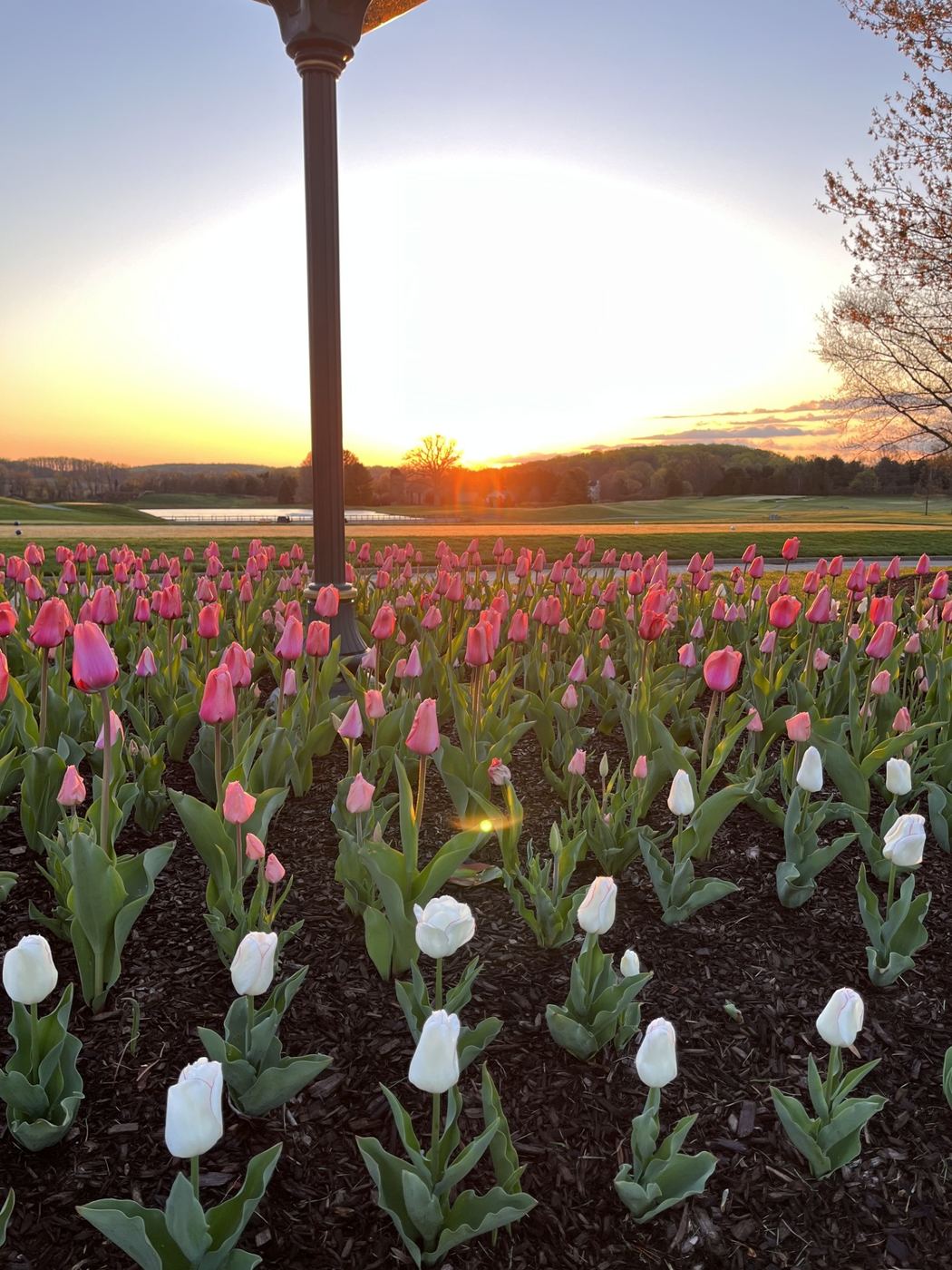 Tulips in bloom at sunrise on the course, with a lamppost silhouette and the sun rising over the fairway in the background