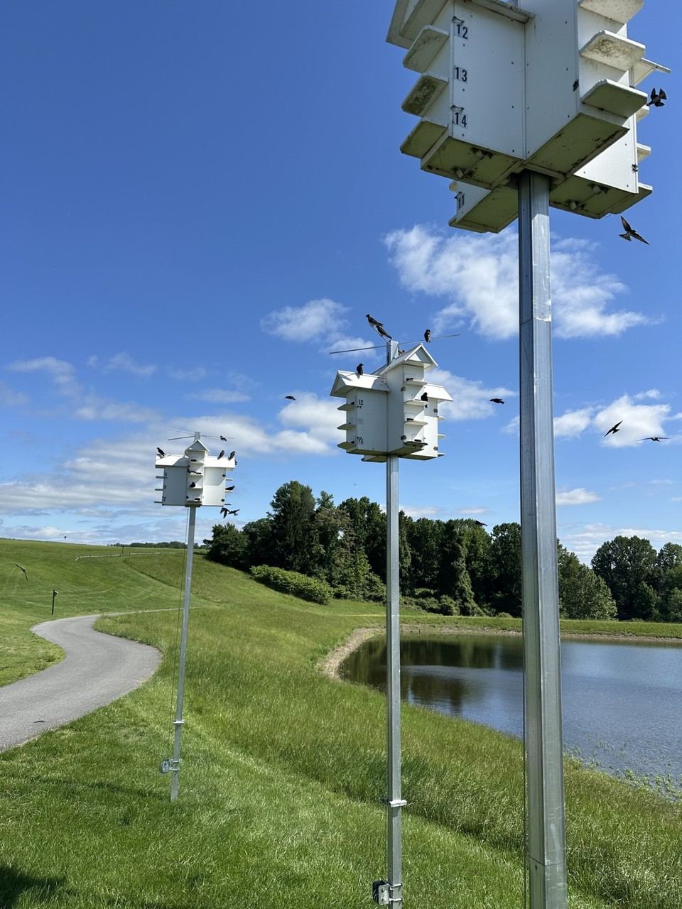 Purple martin nesting houses on poles beside a course pond, with birds in flight around them