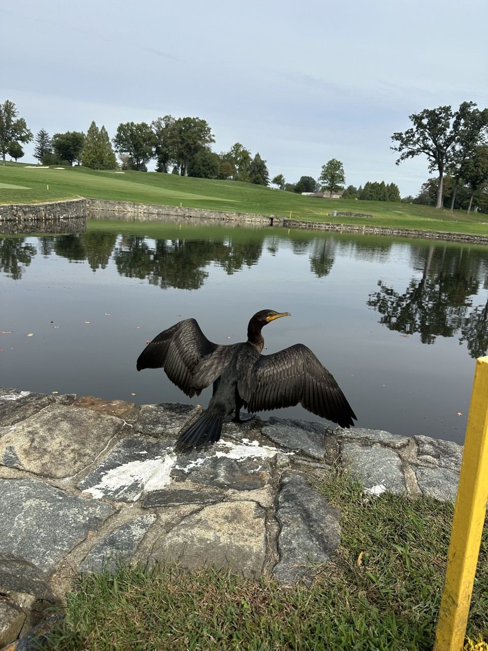 A cormorant drying its wings on the stone edge of a course pond