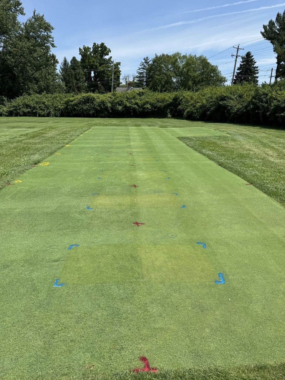 Color-coded flags marking turfgrass research plots