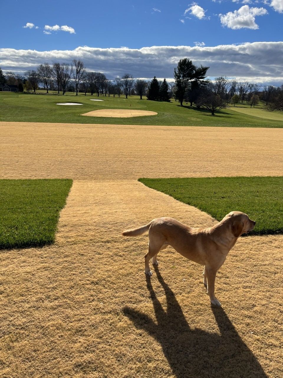 A driving range tee regrassed with dormant bermudagrass, transitioning into green turf, with the practice green visible beyond