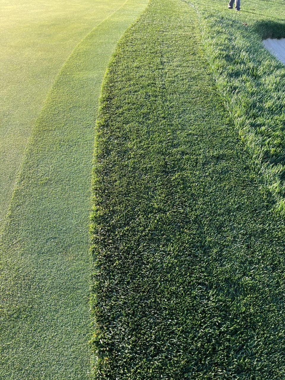 Close-up view of a crisp mowing transition line along a fairway edge