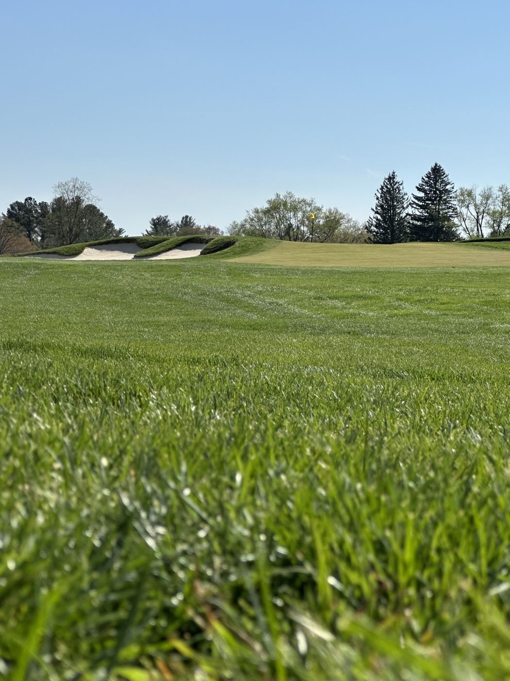 Low angle view across a fairway at grass height, with bunkers and a flag visible in the soft-focus distance